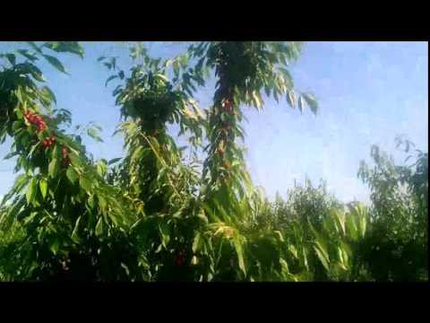 Сад Черешни