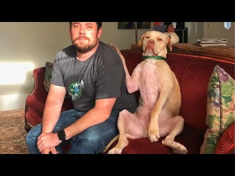 Ces moments ridicules de chiens et d'humains sont à regarder absolument ! 🤣 funny dog and human