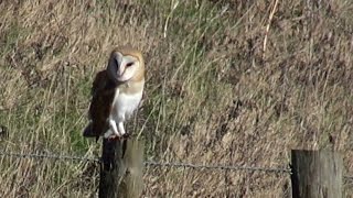 preview picture of video 'Barn Owl with prey - 2015- 02 - tewbirds @  WWT Welney'