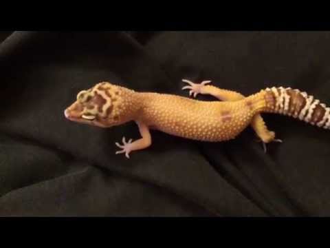 Leopard Gecko Squeak
