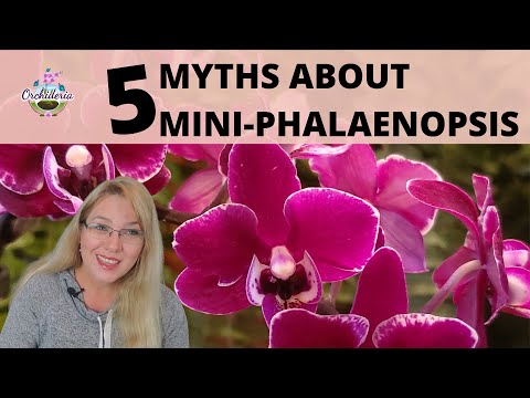 Things They Don't Tell You About Mini-Phalaenopsis Orchids