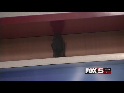 Bat lands in FOX5 Weather Center