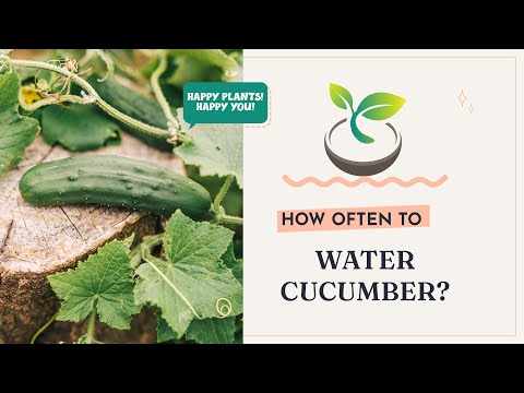 🥒🌸 How Often to Water Cucumber? Maximize Your Harvest Today!