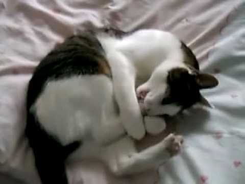 Lustige Katze - Kater beißt sich in die Hinterbeine / Pfoten (Katzen Tier Videos zum totlachen)