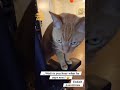 BOYCOTT MONDAYS Yodah The Cat Rallies The Troops ‍ ‍ ️ ️