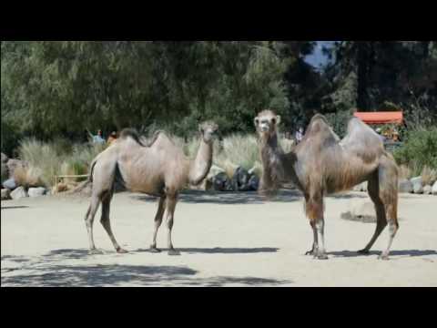 GEICO Camel Hump Day Commercial 2014