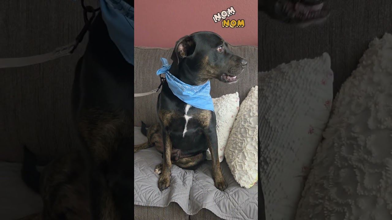 Enlarge Rickey Henderson, a Adoptable mixed breed in Menifee, CA video 3/6
