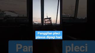 Download lagu call pleci plavus/pleci pesisir mp3