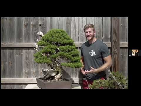 Golden State Bonsai Federation (GSBF) Golden Zoom with Bjorn Bjorholm