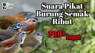 Download lagu 🔴 Suara Pikat Paling Ampuh Untuk Segala Burung Semak mp3