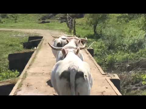 LABORES DE MANEJO GANADERO: CAMBIO DE CERCADO DE LOTE DE CUBRICIÓN