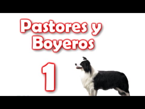 The FCI classifies dog breeds in this way.