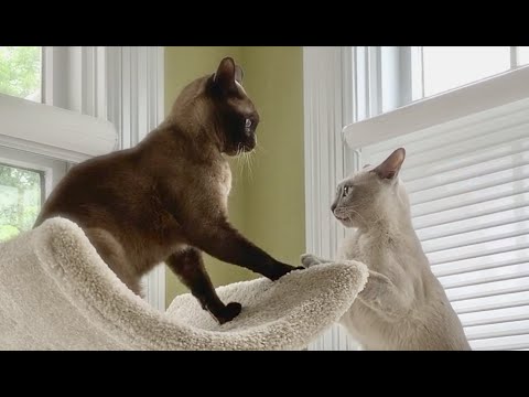 Adorable Burmese Cats are a Bonded Pair! Cute Cats (Simon & Luna) Playing, Slow Dancing & Snuggling