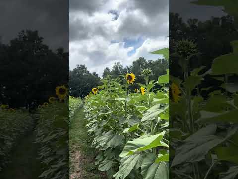 Los girasoles Esquipulas Chiquimula Guatemala #nature #travel #reel