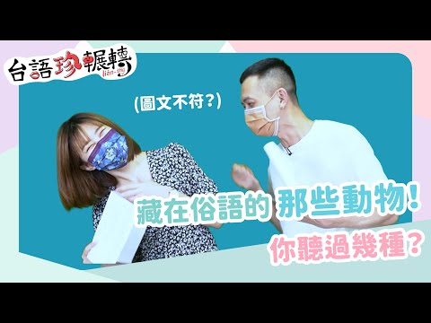 【台語珍輪轉】動物俗語太常用 記者脫口就是這句話