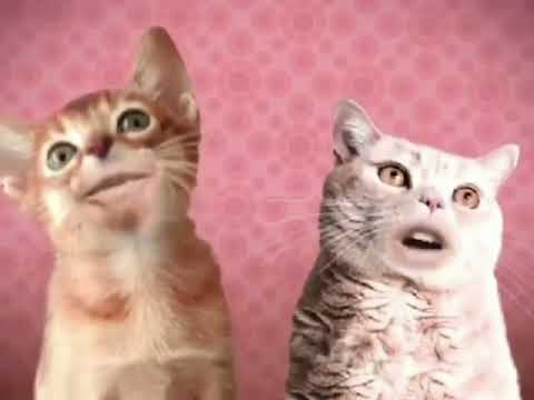 Preview 2 Numa Cat 2022 V4