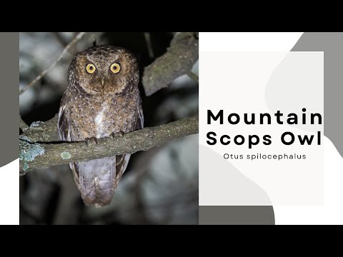 Mountain Scops-Owl calling — Otus spilocephalus