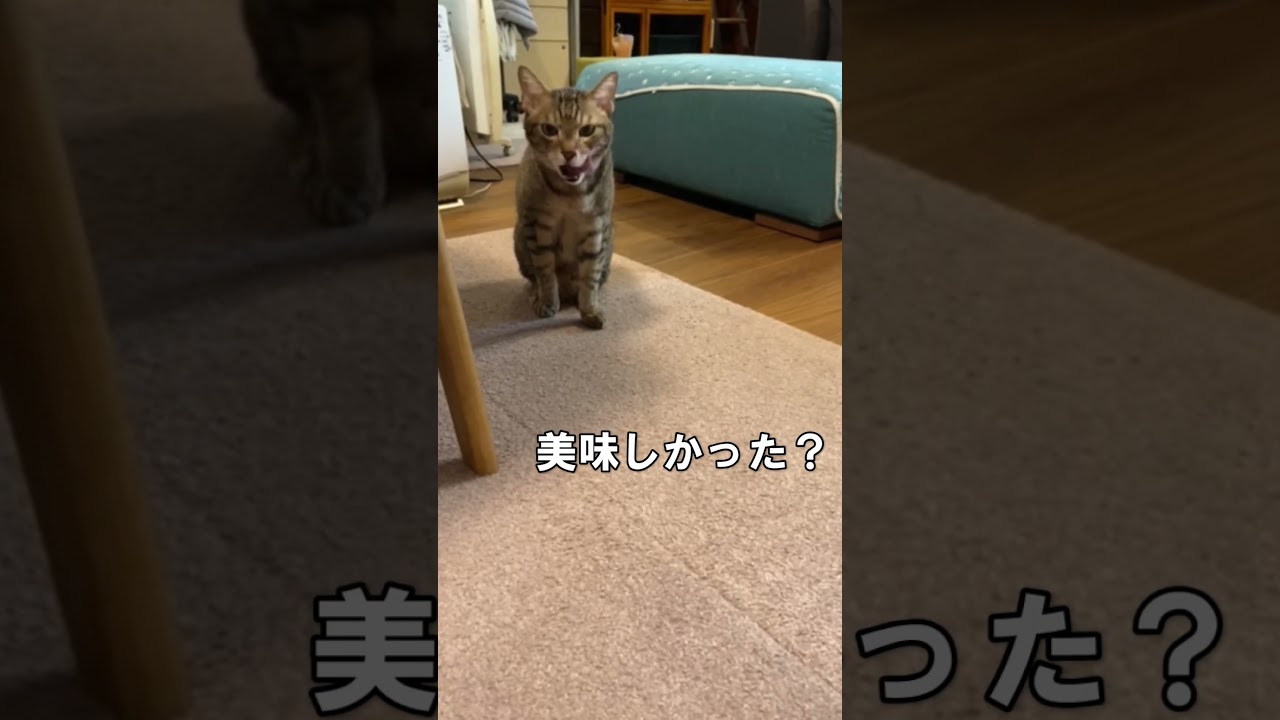 ゴハン食べたよ #cat #猫のいる暮らし #ねこのいる生活 #ネコ