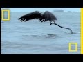 Eagle Vs Sea Snake National Geographic
