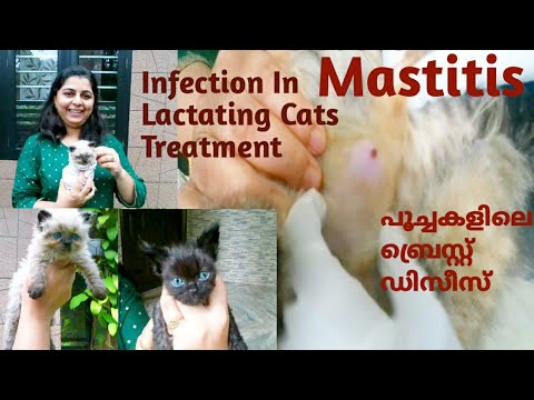 Mastitis Disease In Lactating Cats/Our Kittens@Our Taste By SujanaSreejith