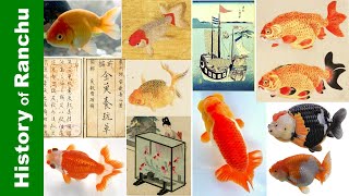 The History of RANCHU Goldfish | 蘭鋳の歴史 | 兰寿的起源👉