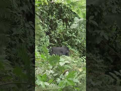 El “Hombre Lobo” de Puerto Leguízamo Putumayo #terrorymisterio