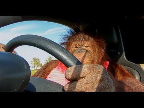 Rambo the Orangutan Drives His Electric Car