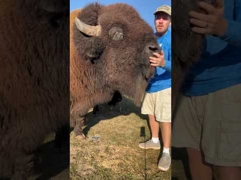 Charged by a bison!!! #animals #dangerousanimals #animalsofyoutube #story