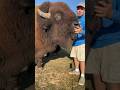 Charged by a bison!!! #animals #dangerousanimals #animalsofyoutube #story
