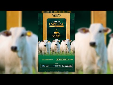 LEILÃO GADO DE CORTE ESTRELA DO AGRO LEILÕES  FAINA-GO 30/11/2025 | Leilão ao Vivo - Leilão de Gado