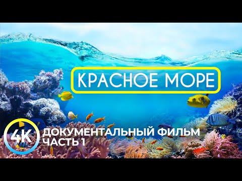 Красное море - самое тёплое и чистое на планете | Документальный фильм о подводных глубинах - #1