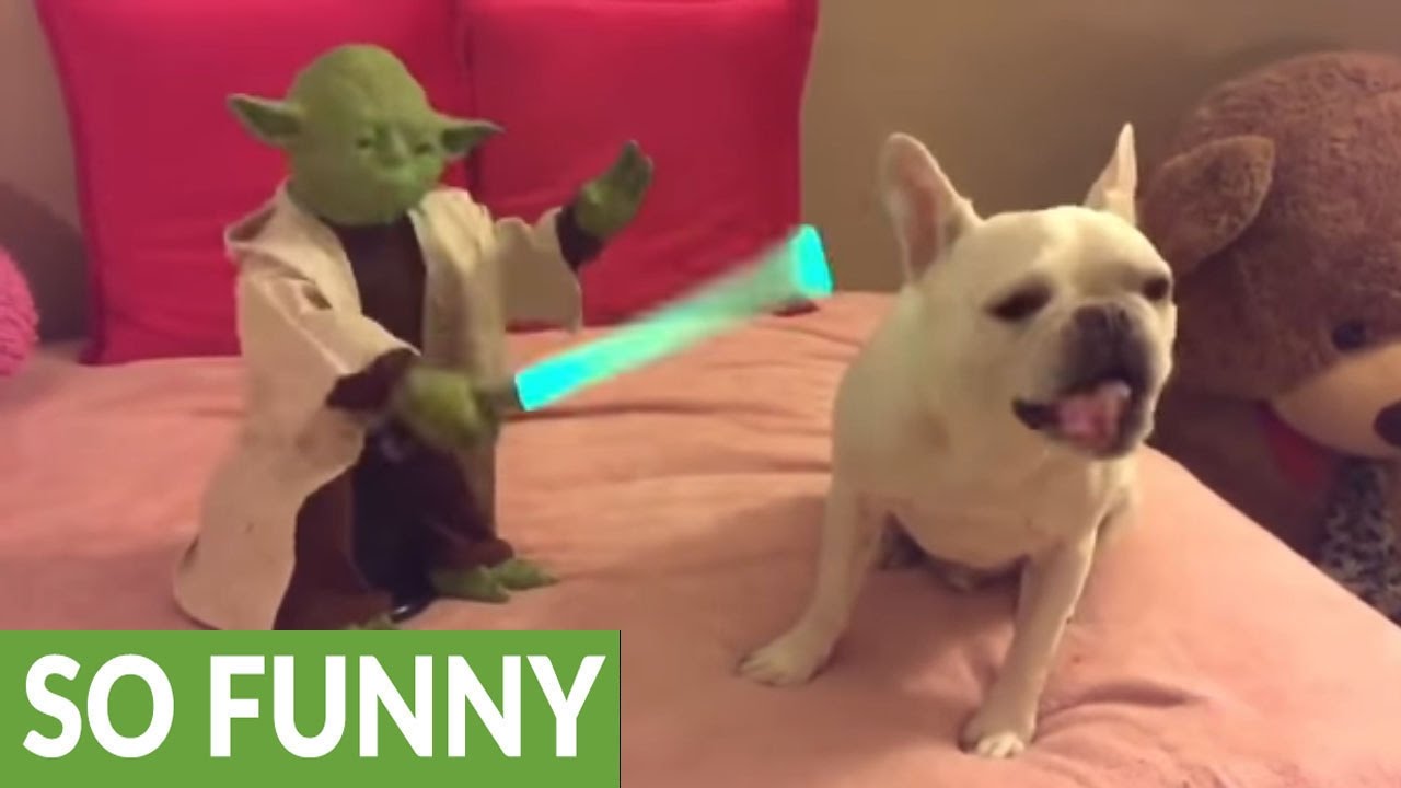 Master Yoda shows dog how to use the Force