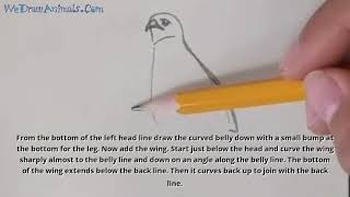 How to Draw a Hawk In 6 EASY Steps - GREAT for Kids & Beginners