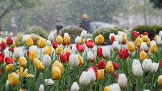 April snow disappears almost as fast as it falls in St. Louis area