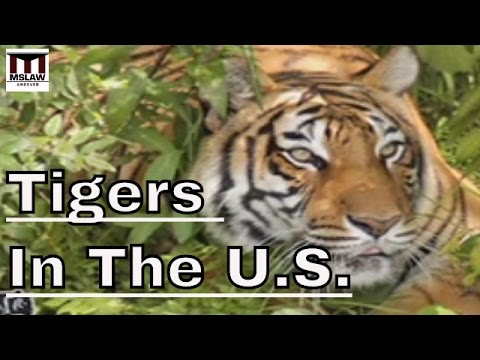 The Plight of Tigers in The US.- The Exotic Animal Trade in America