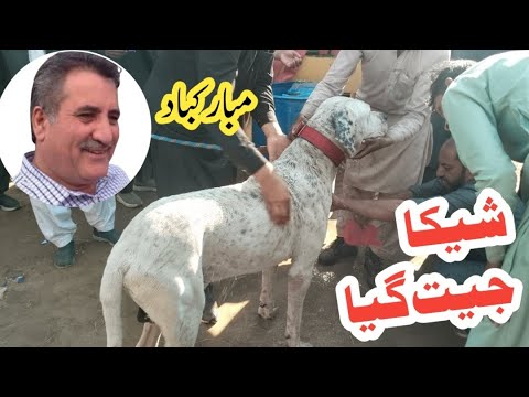 Khan saheb wala sheeka jeet gia & athra har gia | pakistani famous bully dogs | sheka jeet