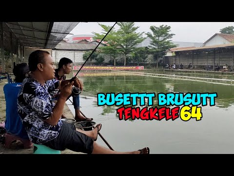 UMPAN BIANG SALMON EMANG MAKANIN BINGIT || pmc tengkele 64