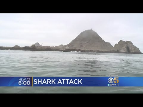 Man Rescued After Getting Bitten By Shark Near Farallon Islands