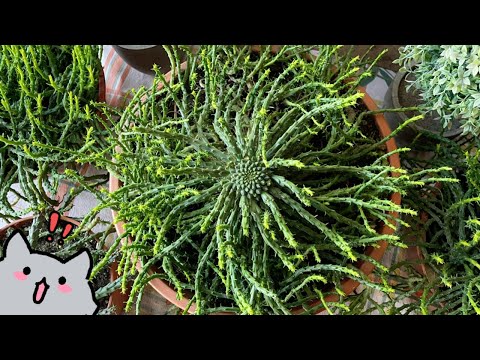 Part of a video titled PROGRAMA 140: Euphorbia flanaganii (Cabeza de Medusa) y ...
