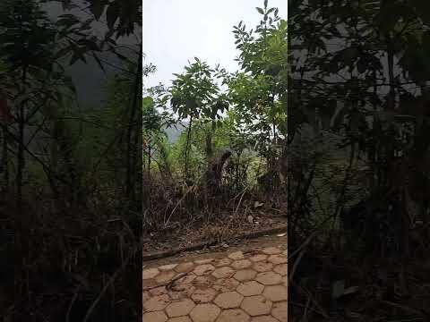 dia 11: Conceição das Pedras x Vargem Alegre
