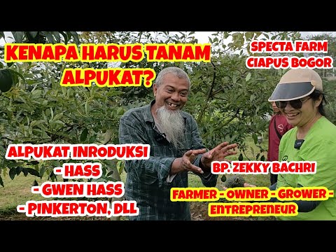 , title : 'SPECTA FARM,Ciapus, Bogor. Kenapa Haji Zekky Akhirnya Memilih Alpukat Introduksi? Apa Keunggulannya?'