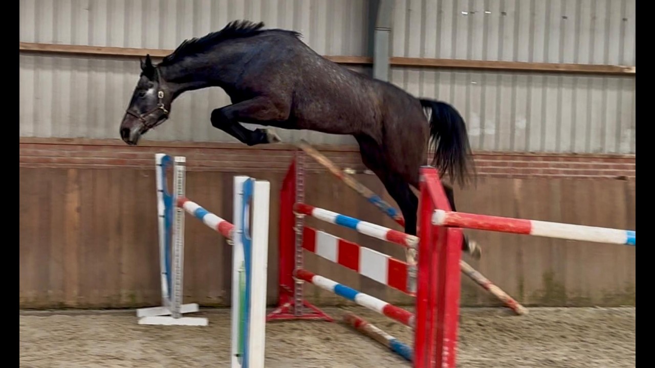 Chacoon d’or PS ☆ (DIARON x CHACOON BLUE) video 1