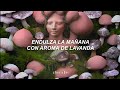 natalia lafourcade - maría la curandera『lyrics/letra』