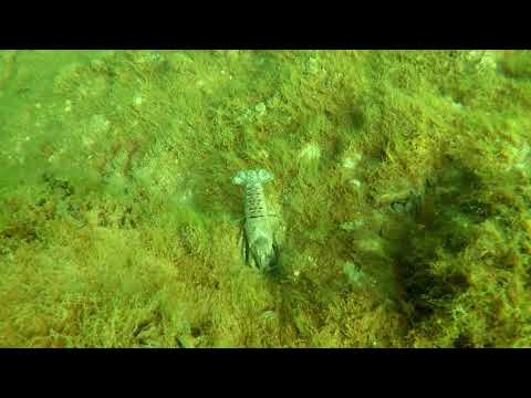 2018-03-25 Untergrombach