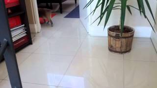 Guilty Cat is Caught on Camera