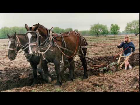 Legacy of the Percheron Horse in America
