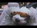 Disney Sunday Movie Return Of The Shaggy Dog Part 1 Season 32 Ep 4