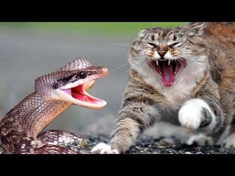 ヘビを食べる動物