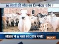 At least 36 cows found dead at cowshed in Delhi, probe ordered