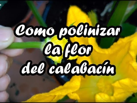 , title : 'Como polinizar la flor del calabacín manualmente para tener calabacines'